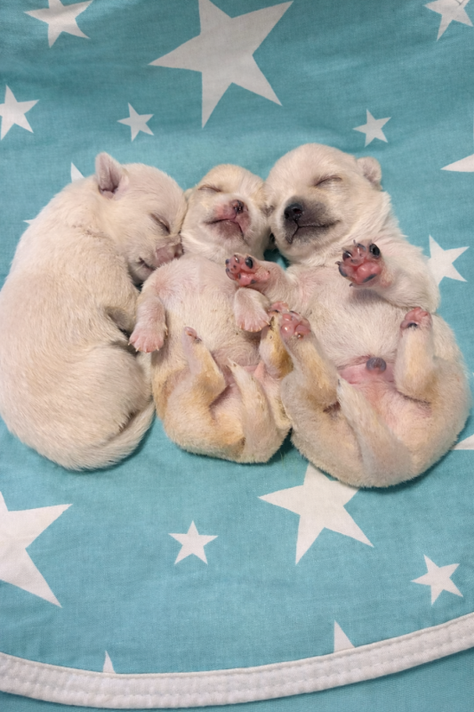 Chihuahua - De L’Empreinte De Maitouck