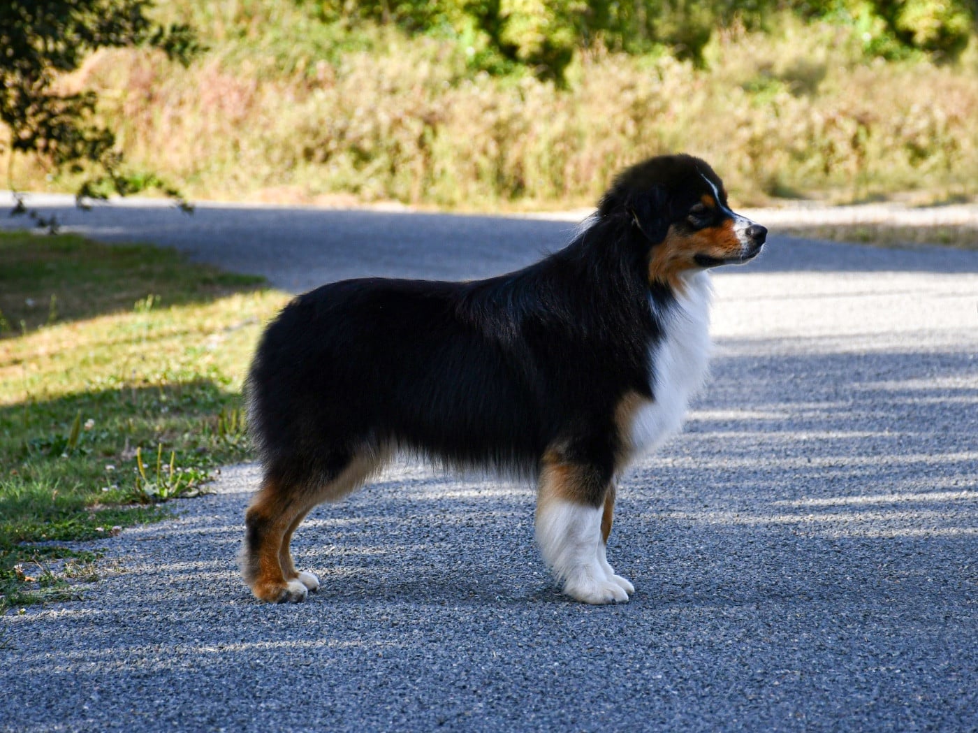 Vegeta du chemin de la belle etoile