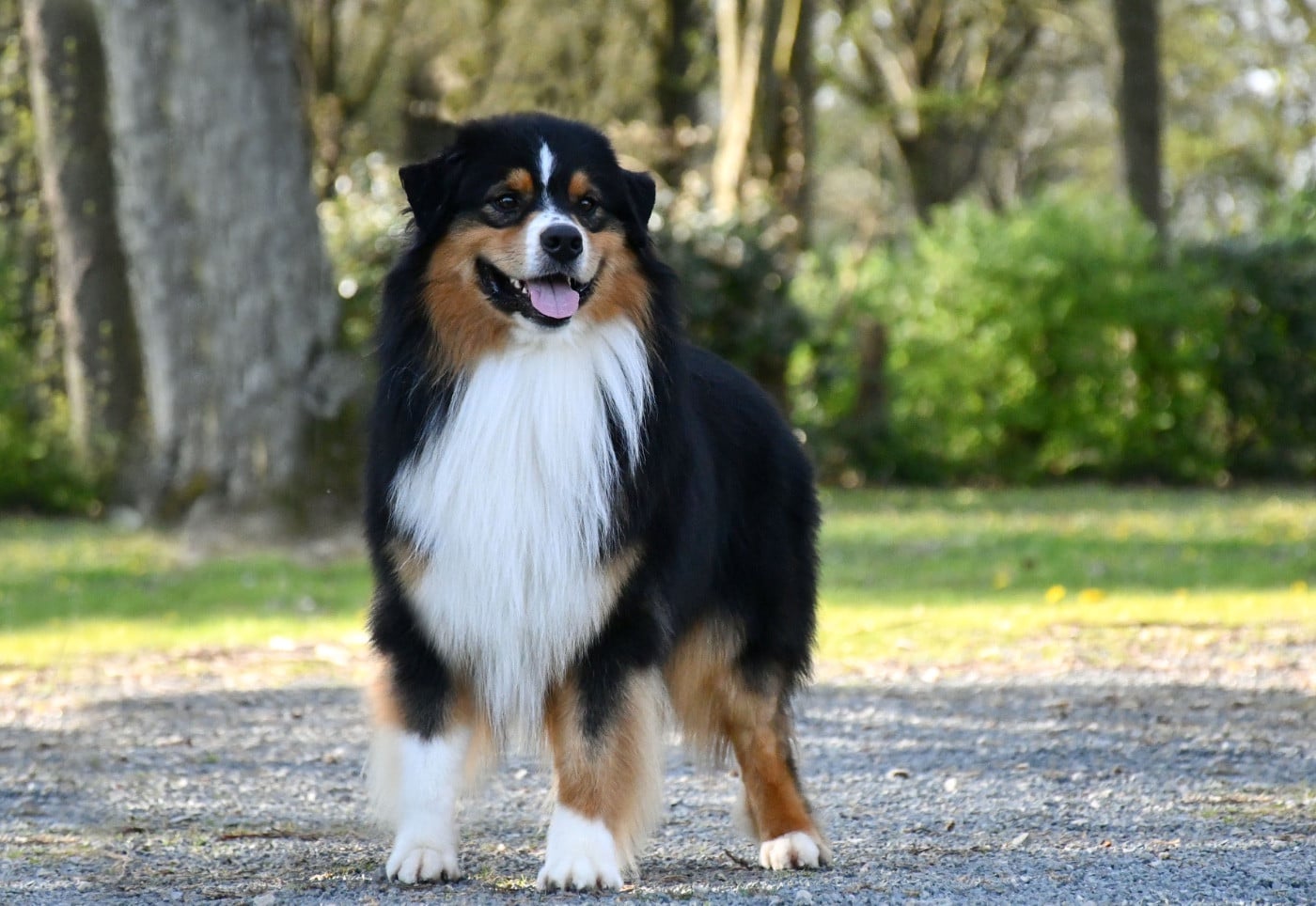Vegeta du chemin de la belle etoile