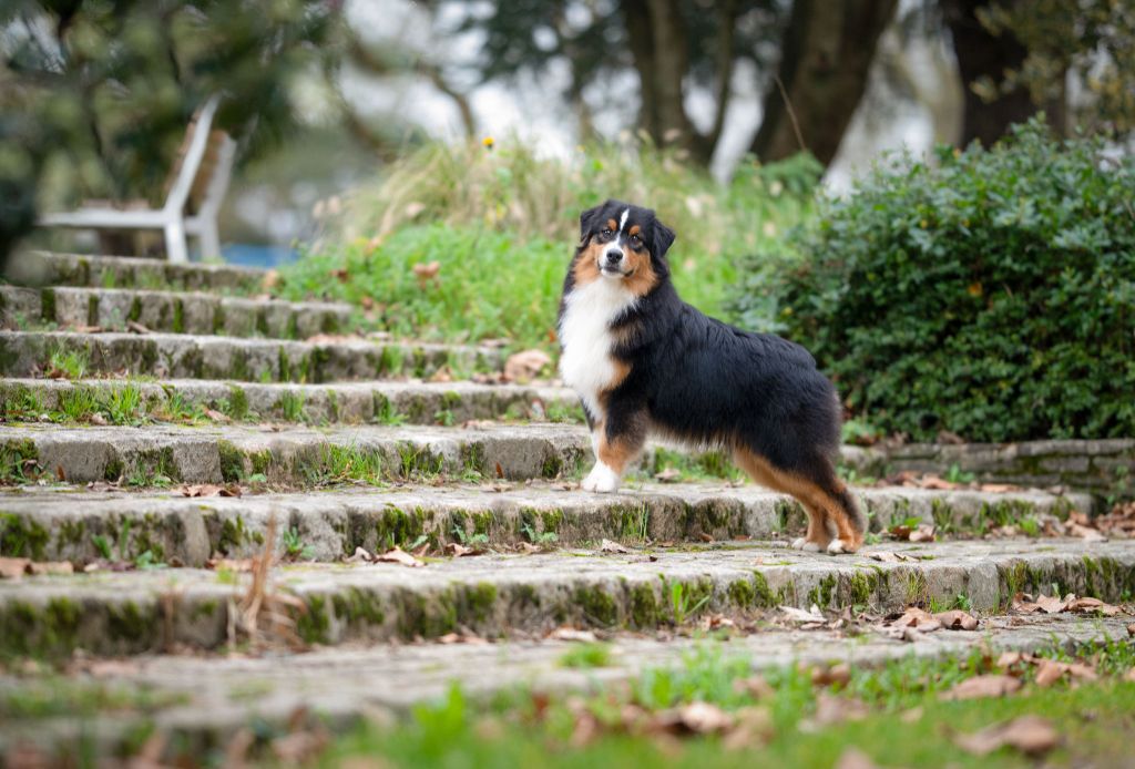 Vegeta du chemin de la belle etoile