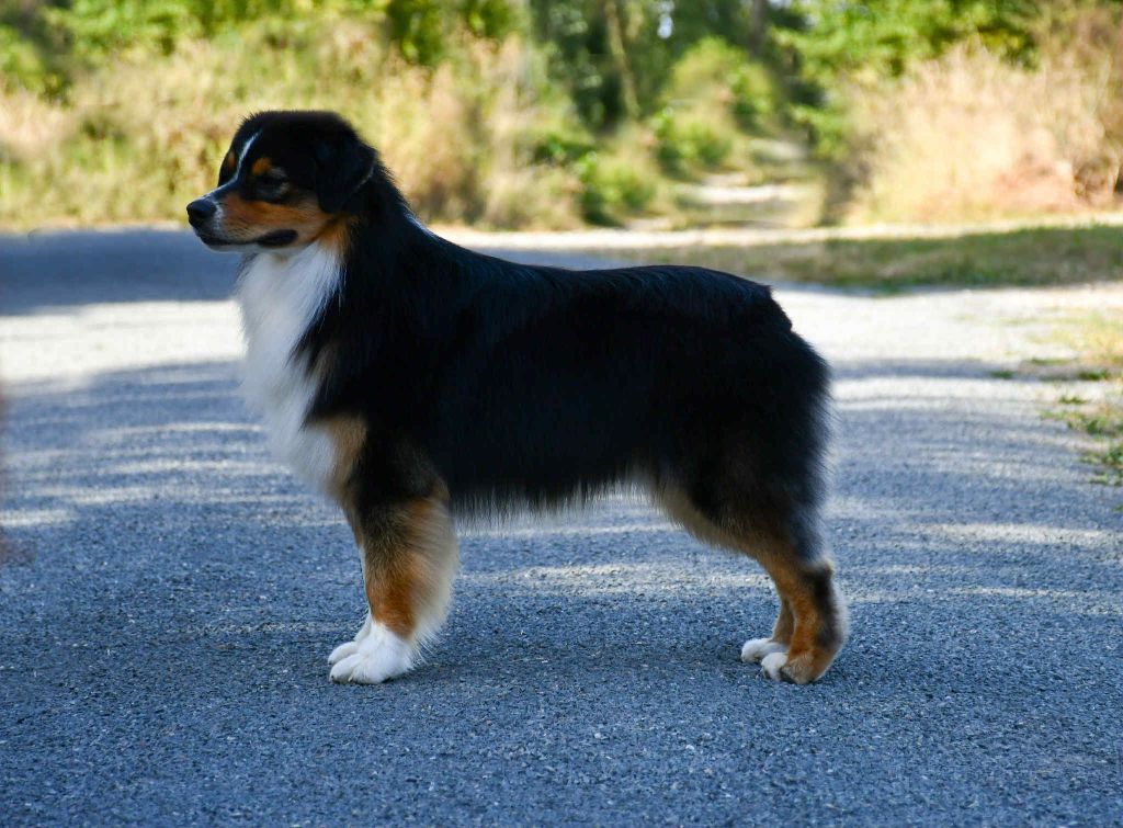 Vegeta du chemin de la belle etoile