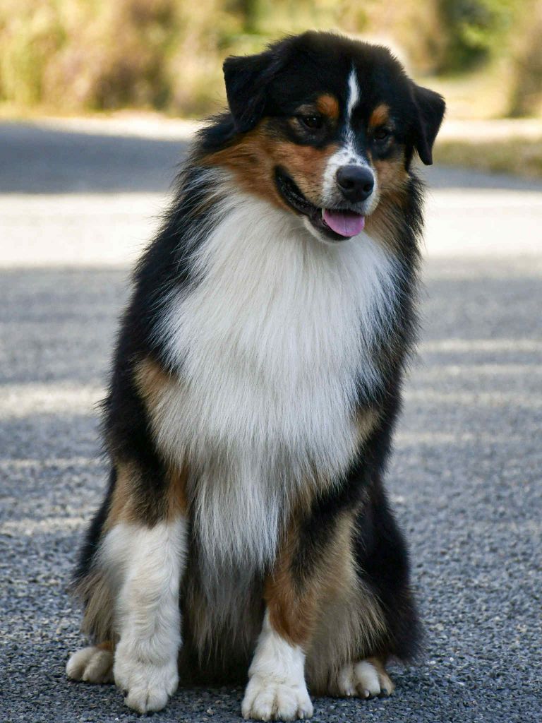 Vegeta du chemin de la belle etoile