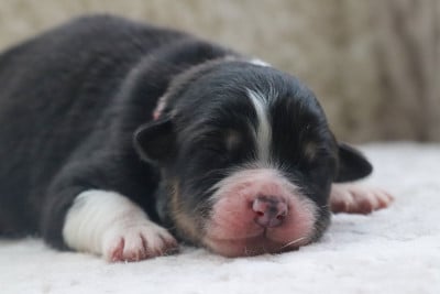 BLACK CLOVER SALLY - Berger Australien