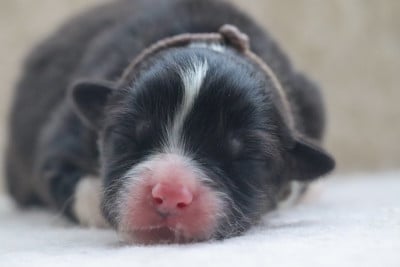 BLACK CLOVER YUNO - Berger Australien