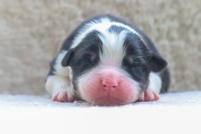 BLACK CLOVER ZORA - Berger Australien