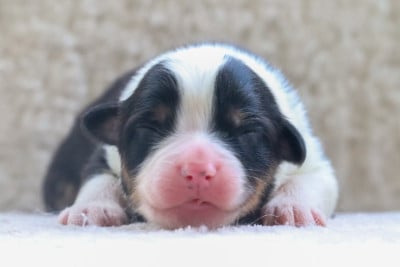 BLACK CLOVER NOELLE - Berger Australien