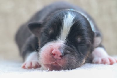 BLACK CLOVER ASTA - Berger Australien