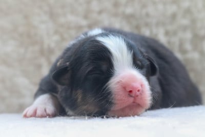 BLACK CLOVER NEBRA - Berger Australien