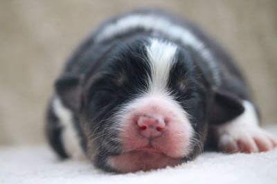 BLACK CLOVER CHARMY - Berger Australien