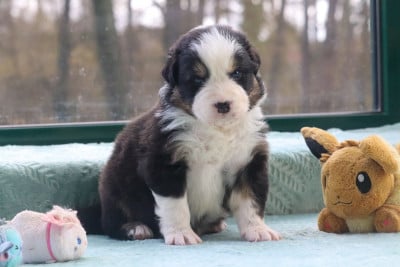 Les chiots de Berger Australien