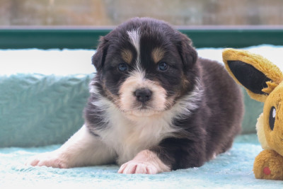 Les chiots de Berger Australien