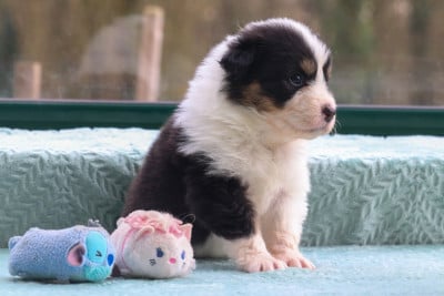 Les chiots de Berger Australien