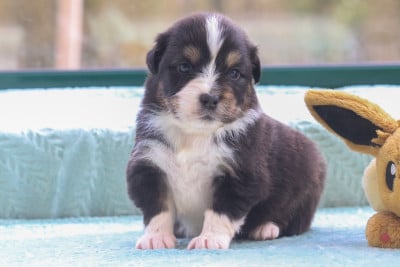 Les chiots de Berger Australien