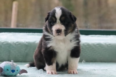 Les chiots de Berger Australien