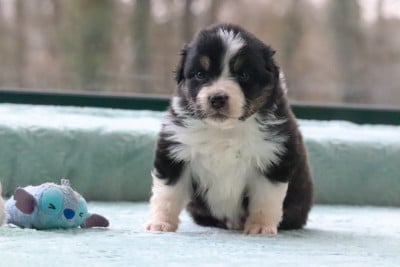Les chiots de Berger Australien
