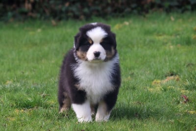 Les chiots de Berger Australien