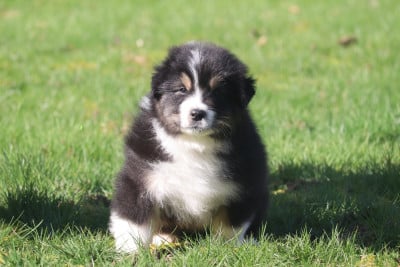Les chiots de Berger Australien