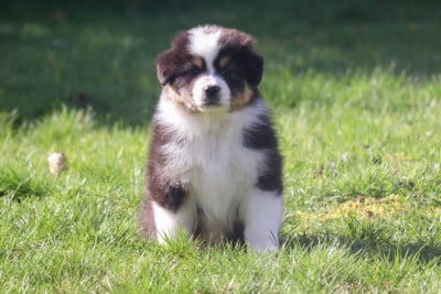 Les chiots de Berger Australien