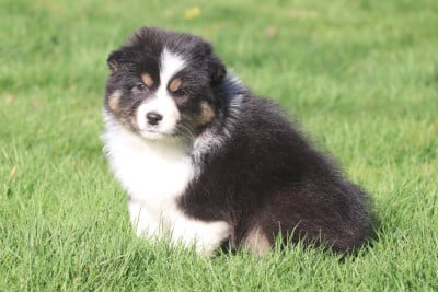 Les chiots de Berger Australien