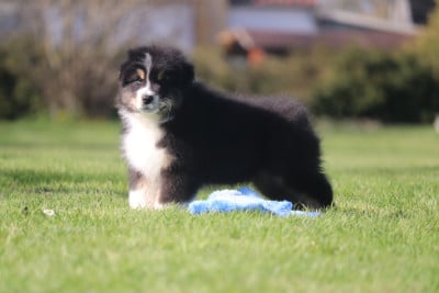 Les chiots de Berger Australien