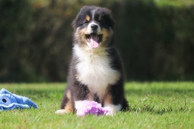 Les chiots de Berger Australien