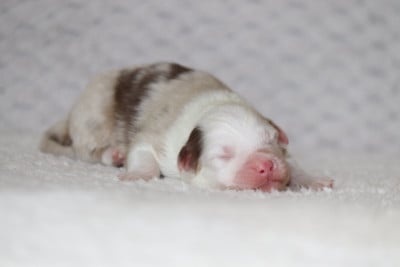Les chiots de Berger Australien