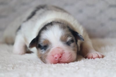 Les chiots de Berger Australien