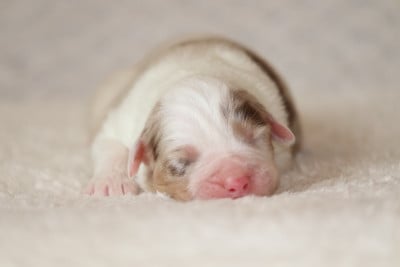 Les chiots de Berger Australien