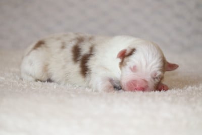 Les chiots de Berger Australien