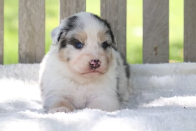 Les chiots de Berger Australien
