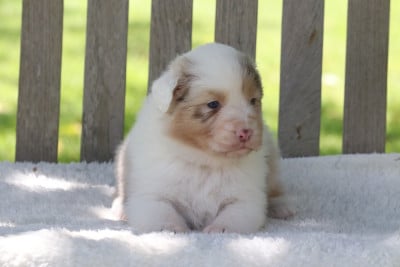 Les chiots de Berger Australien