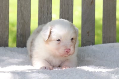 Les chiots de Berger Australien