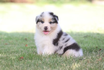 Les chiots de Berger Australien