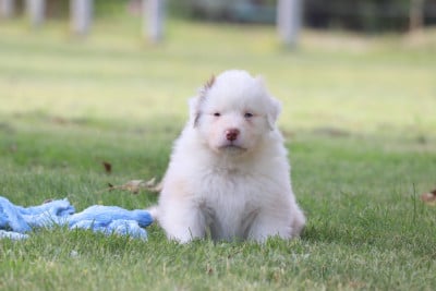 Les chiots de Berger Australien