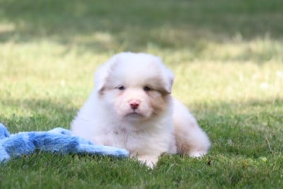 Les chiots de Berger Australien