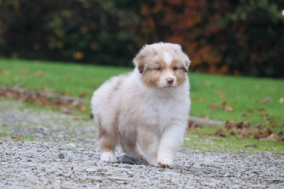 Les chiots de Berger Australien
