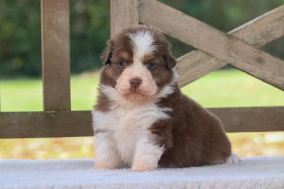 Les chiots de Berger Australien