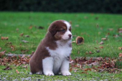 Les chiots de Berger Australien