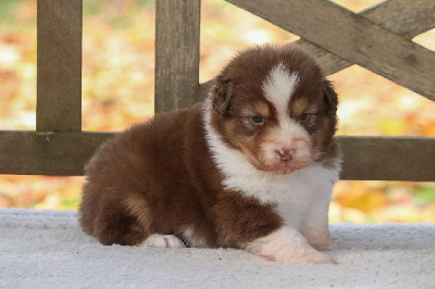 Les chiots de Berger Australien