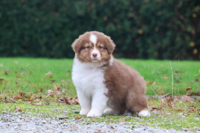 Les chiots de Berger Australien