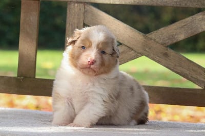 Les chiots de Berger Australien