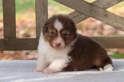 Les chiots de Berger Australien
