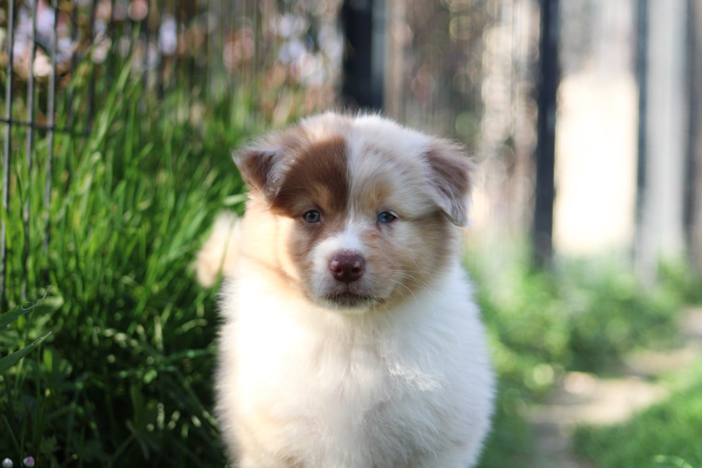 Ava Of Wolf Descendants