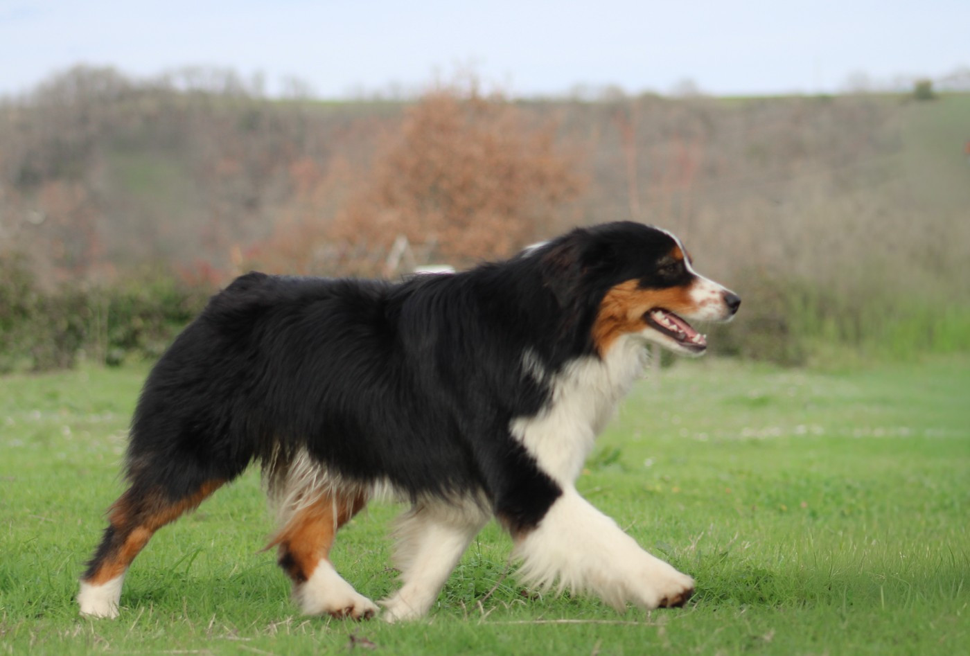 Ali Of Wolf Descendants