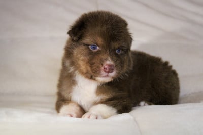 Les chiots de Berger Australien