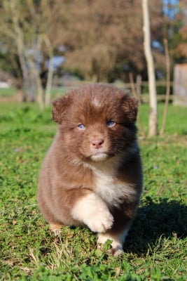 Les chiots de Berger Australien