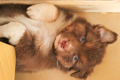 Les chiots de Berger Australien