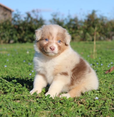 Les chiots de Berger Australien