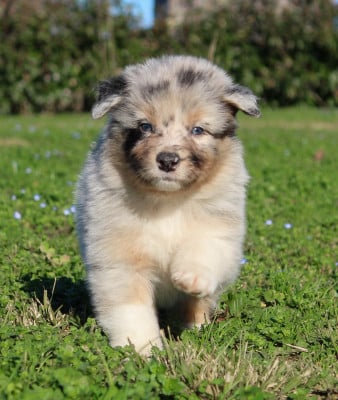 Les chiots de Berger Australien