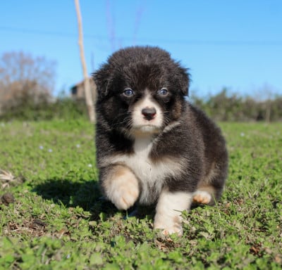 Les chiots de Berger Australien